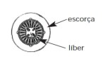 escorca